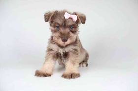 Mini Schnauzer