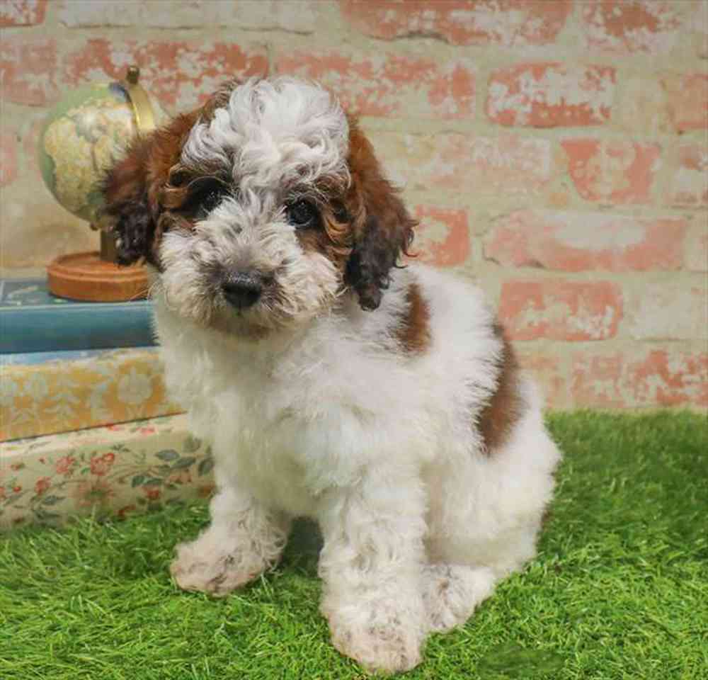 carousel pet images