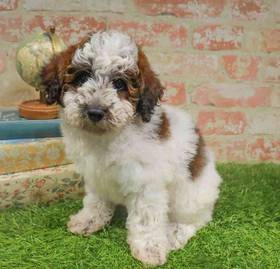 Poodle