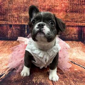 French Bulldog