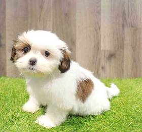Shih Tzu