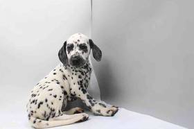 Dalmatian