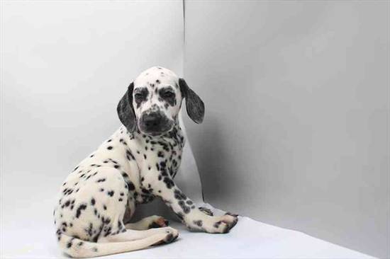 Dalmatian
