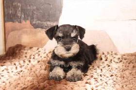 Mini Schnauzer