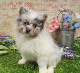 Pomeranian