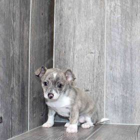 Chihuahua
