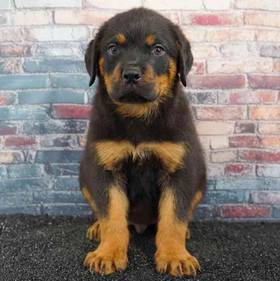 Rottweiler