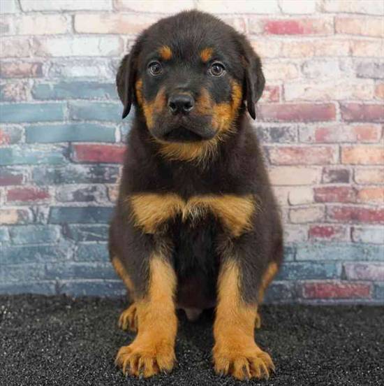 Rottweiler