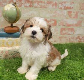 Morkie