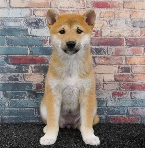 Shiba Inu