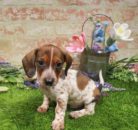 Dachshund