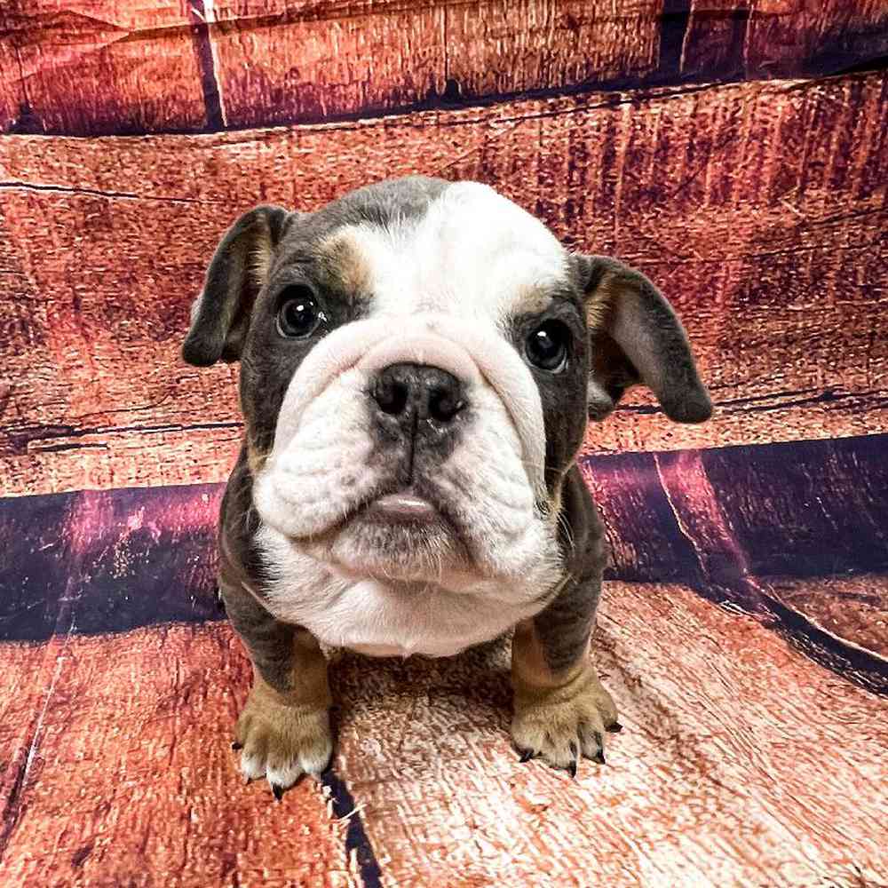 Image of a pet breed in the gallery