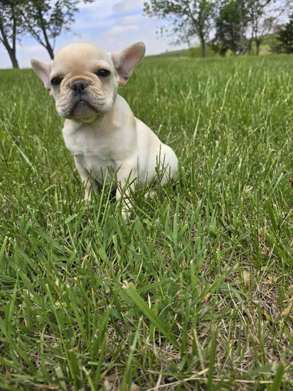 carousel pet images