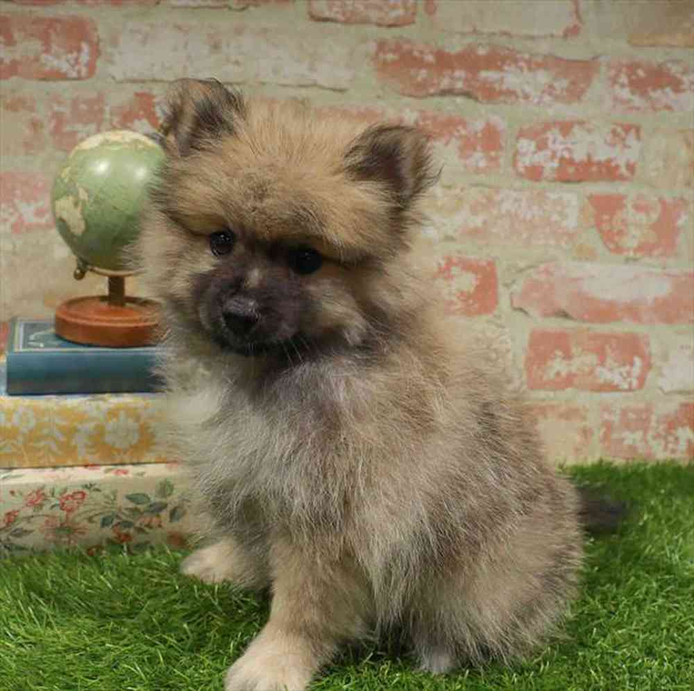 carousel pet images