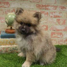 Pomeranian