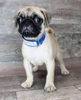 Pug