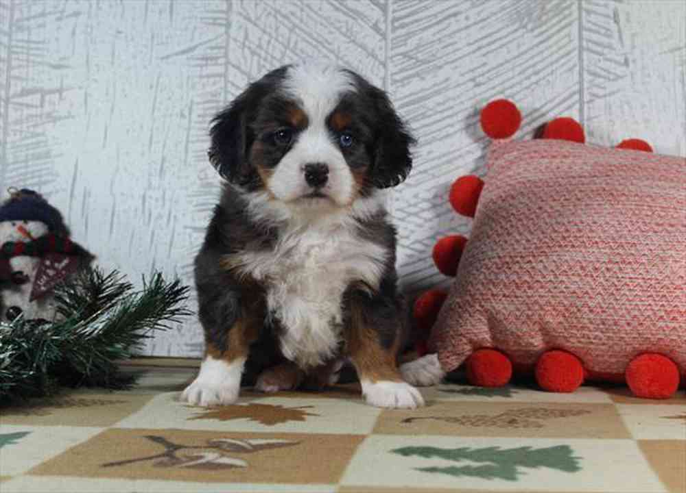 carousel pet images