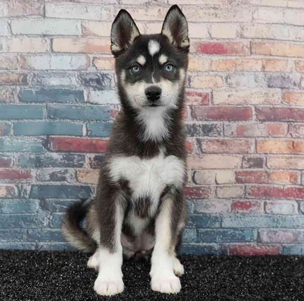 Image of a pet breed in the gallery