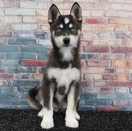 Alaskan Klee Kai