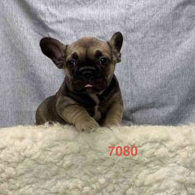 French Bulldog