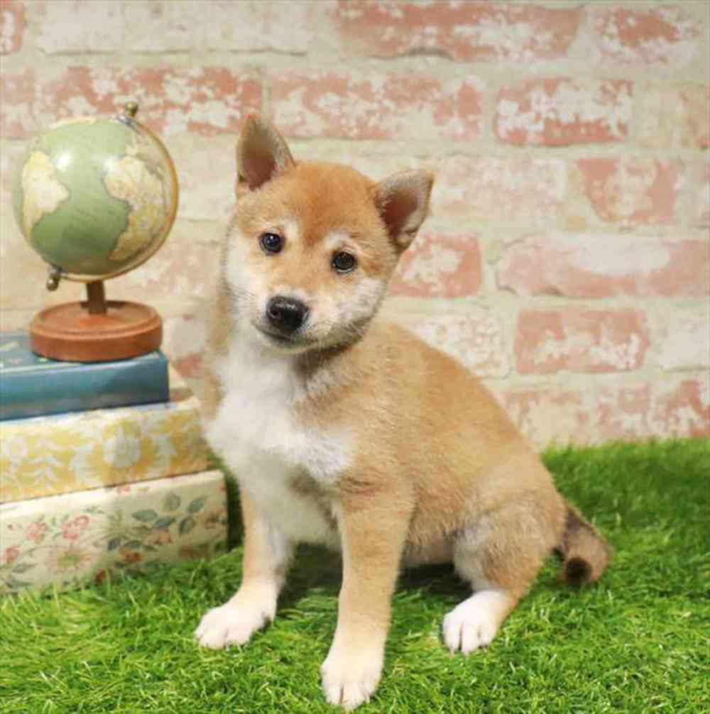 carousel pet images