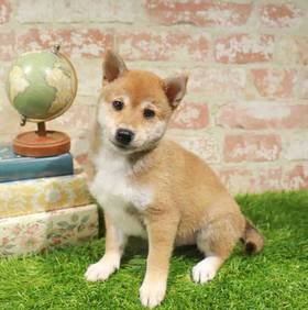 Shiba Inu