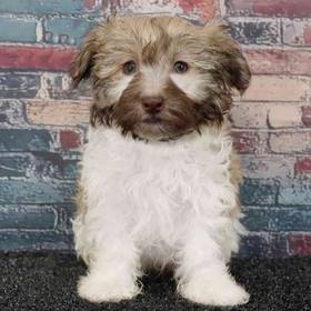 Havanese