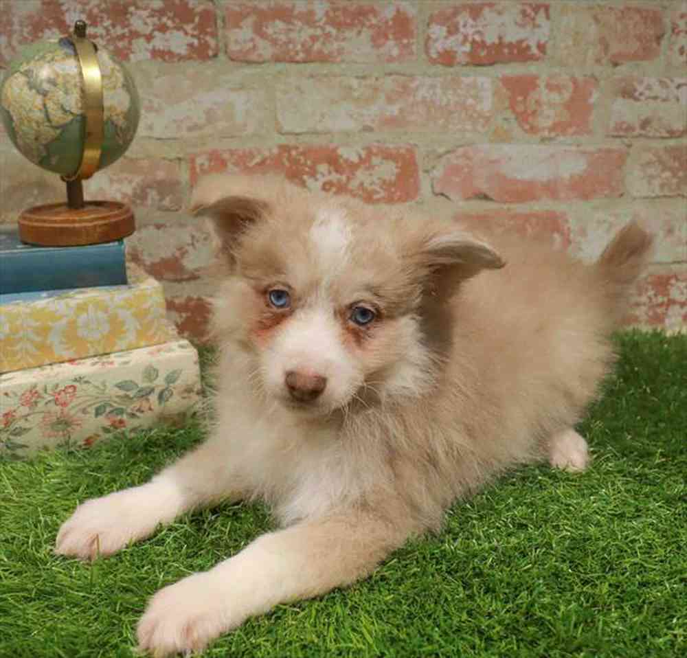 carousel pet images