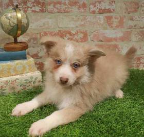 Pomsky
