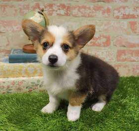Pembroke Welsh Corgi