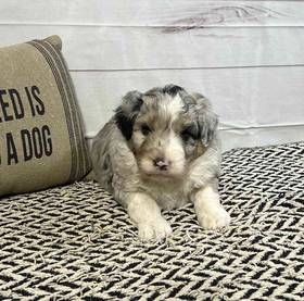 Aussiedoodle