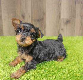 Yorkie