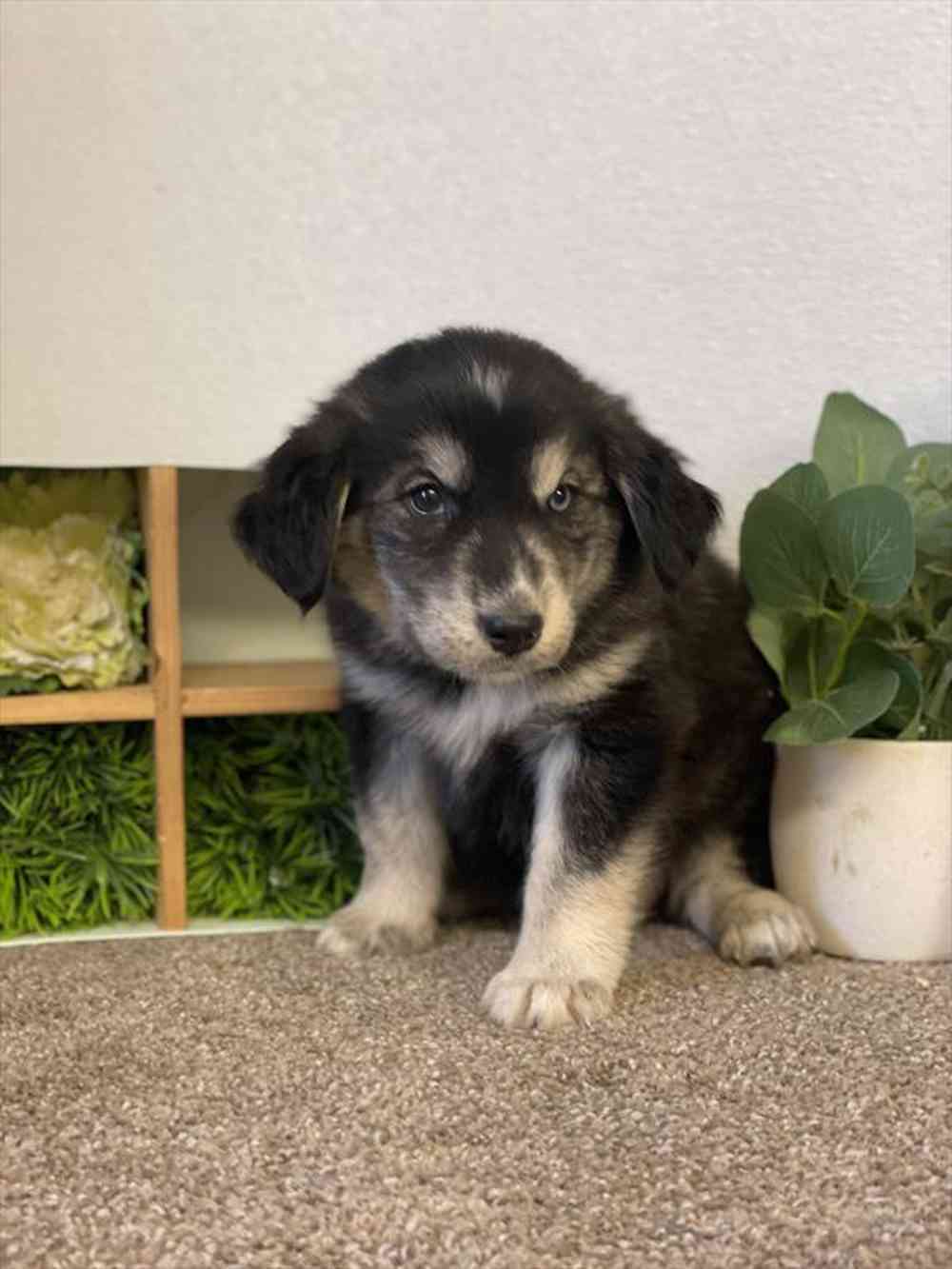 carousel pet images