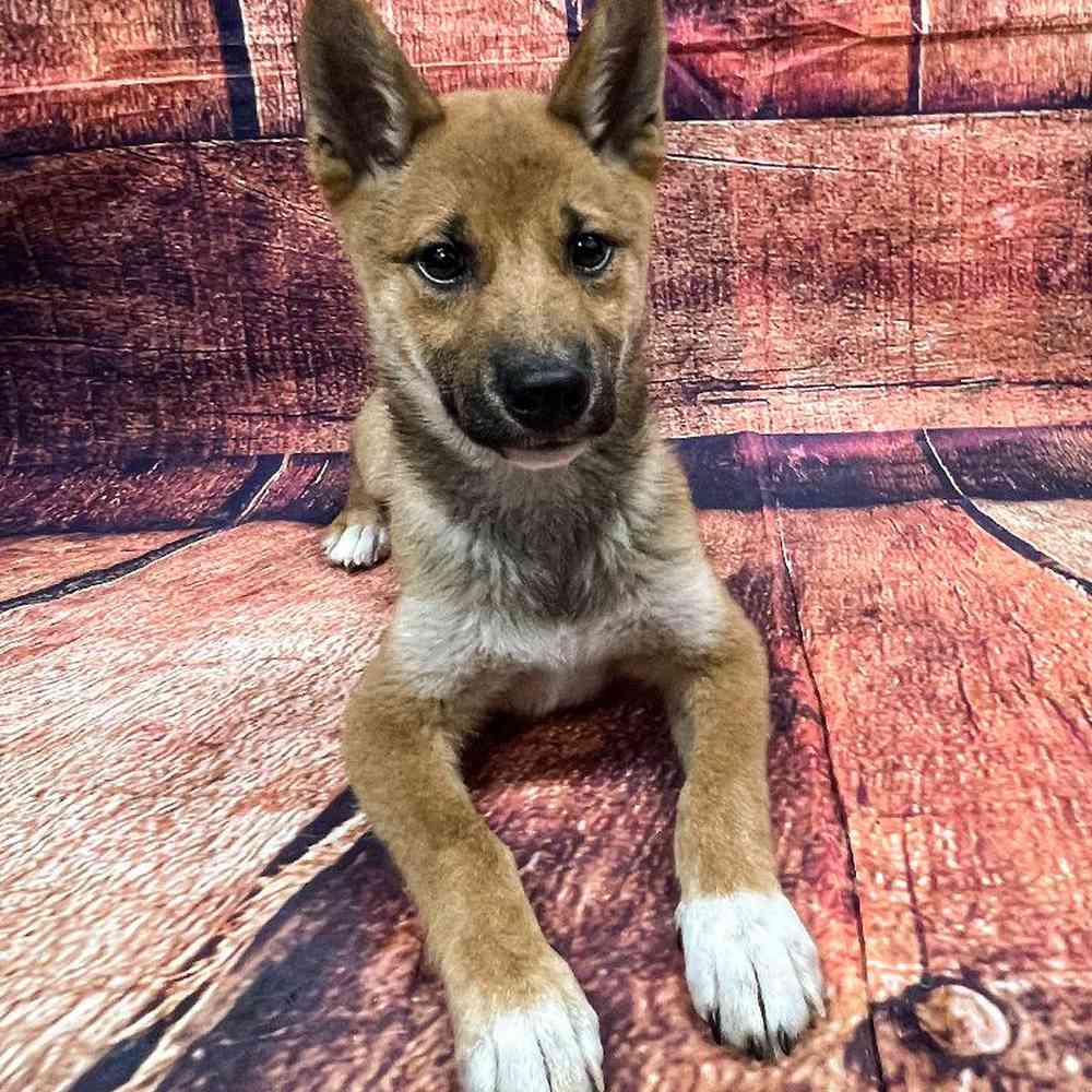 carousel pet images