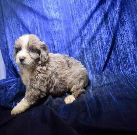 Mini Aussiedoodle