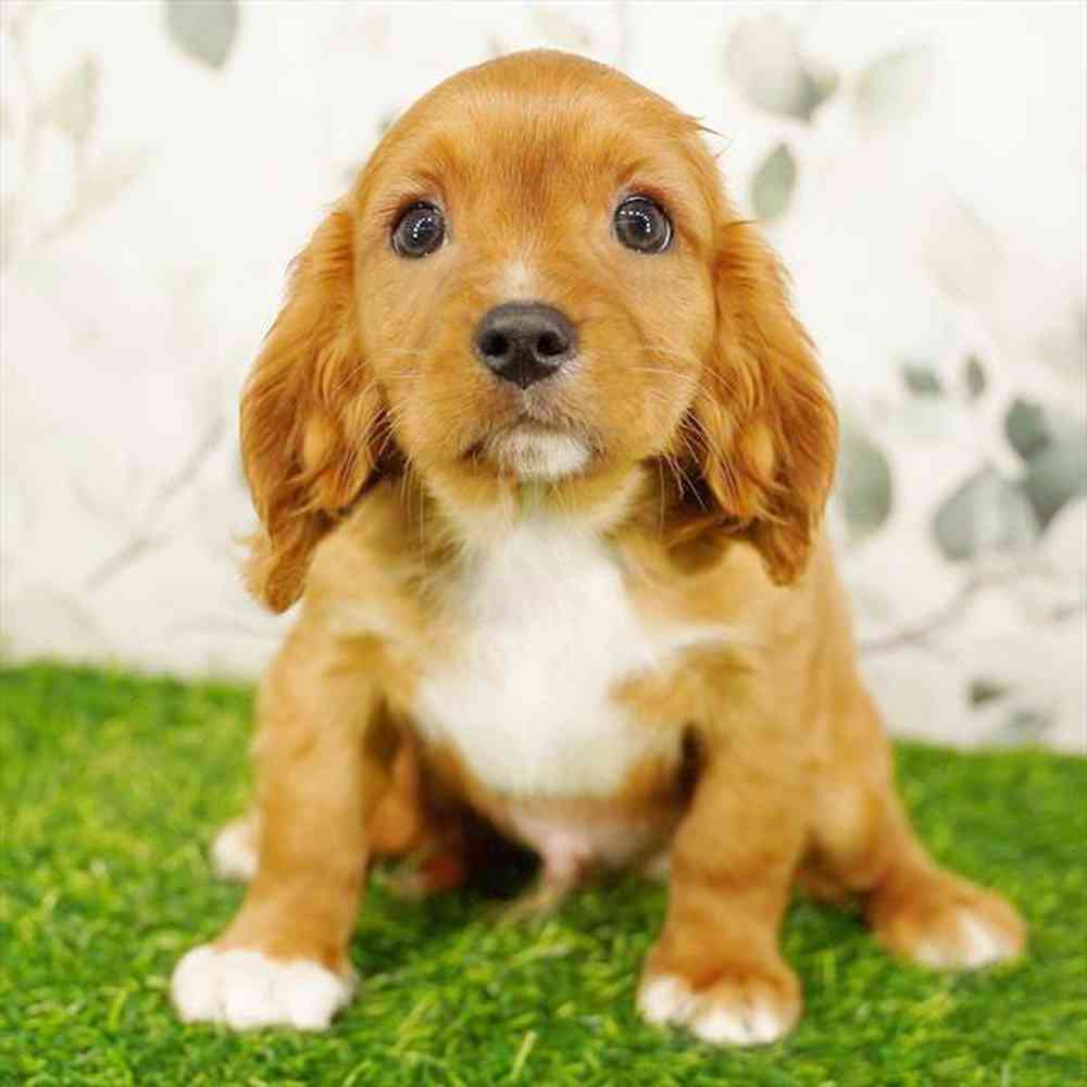 carousel pet images