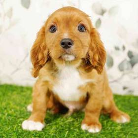 Cavalier King Charles Spaniel