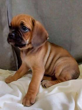 Puggle