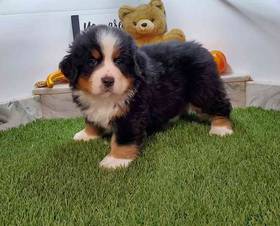 Bernese Mountain Dog