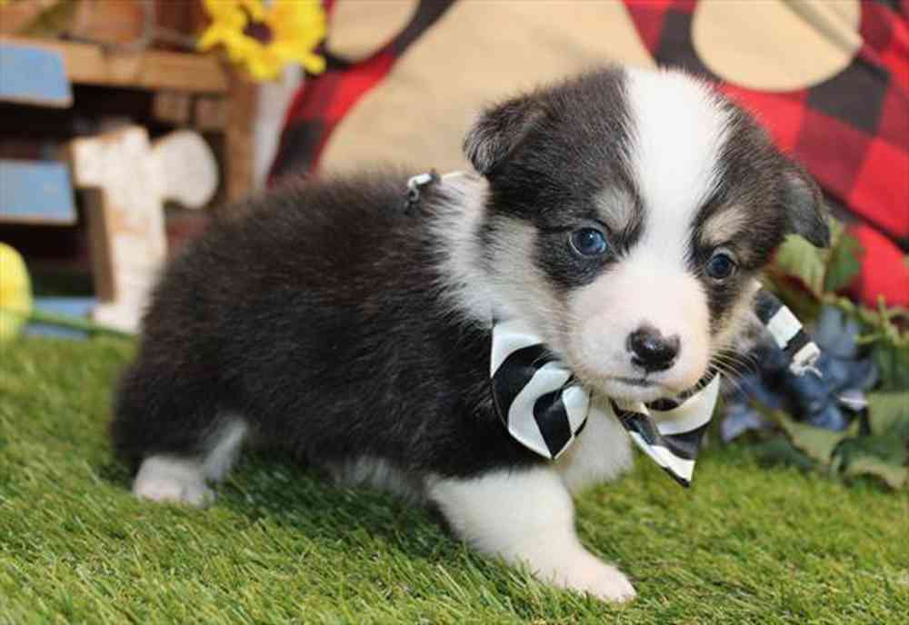 carousel pet images