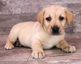 Labrador Retriever