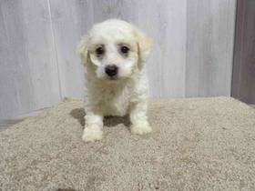 Bichon