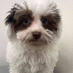 Poodle Toy