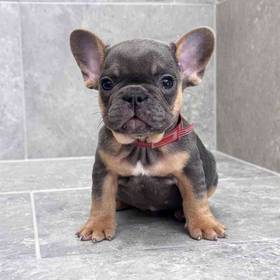 French Bulldog