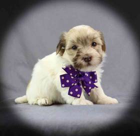 Havanese