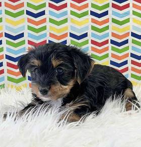 Yorkie