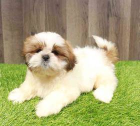 Shih Tzu