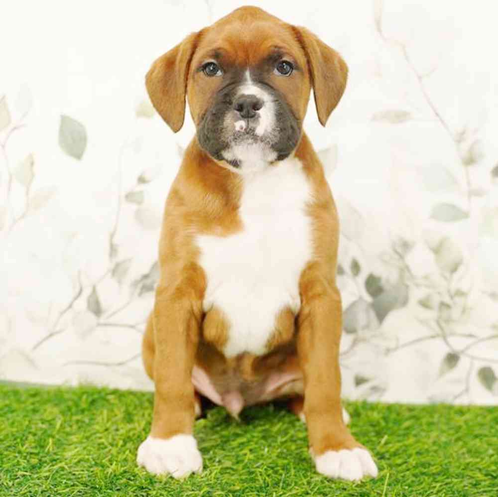carousel pet images