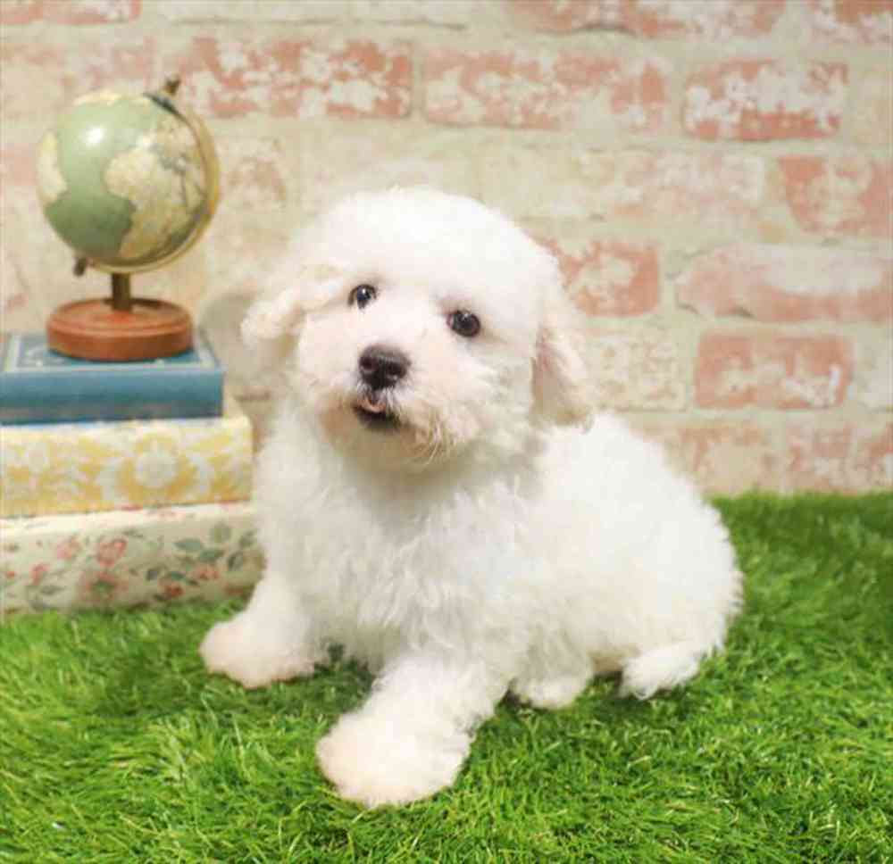 carousel pet images