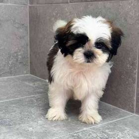 Shih Tzu